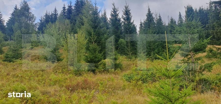 Teren extravilan de vanazre, 42.152 mp, zona Saru Dornei - 4