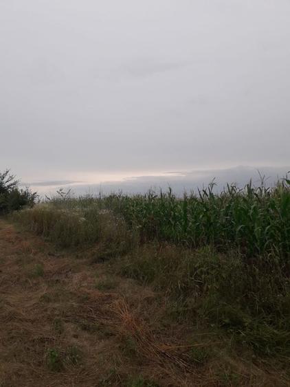 Teren de 3600 mp, în Dancaș