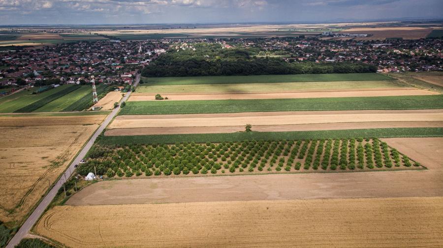 Teren agricol extravilan de 25000 mp, în Macea