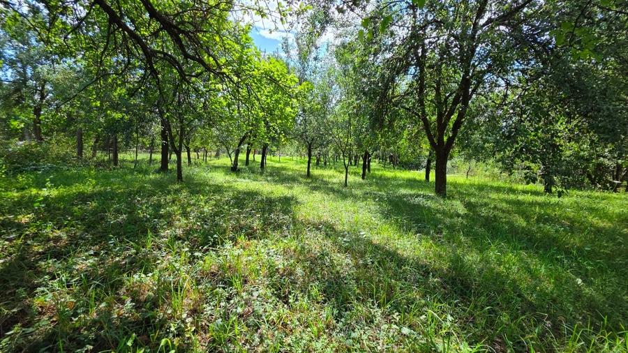 Teren Construcții intravilan de 3547 mp, în Hereclean