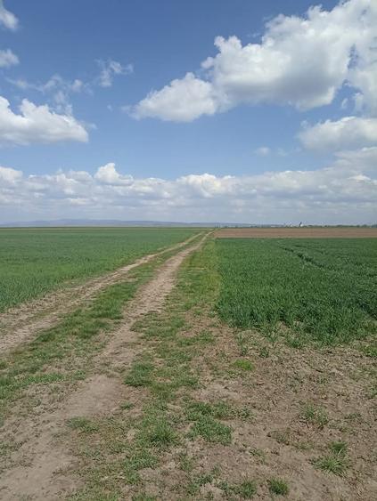 Teren agricol extravilan de 7300 mp, în Chichiș