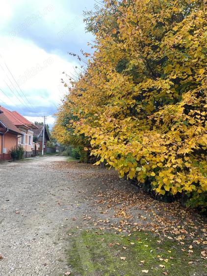 Teren de 2055 mp, în Sâmbăta de Sus