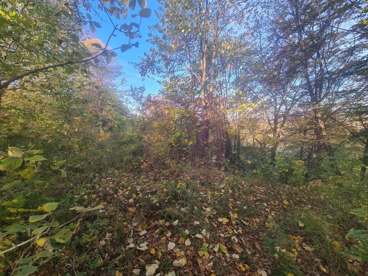 Teren agricol intravilan de 3092 mp, în Telega