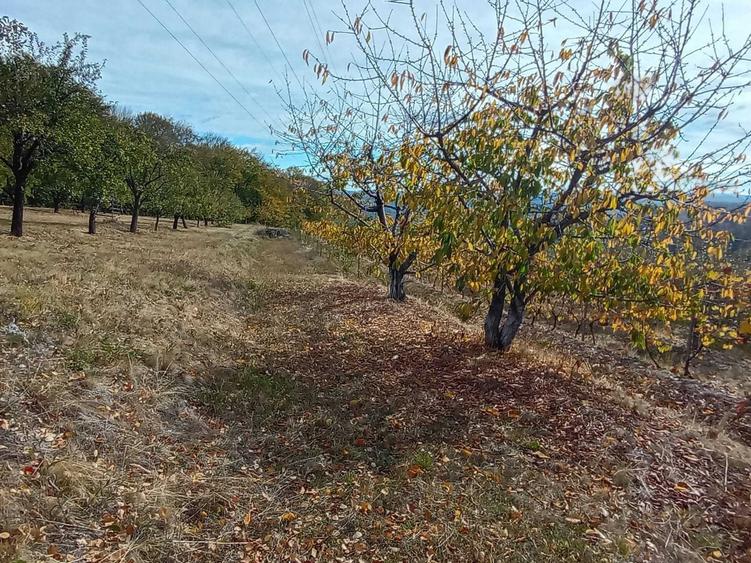Teren de 5000 mp, în Paltenu