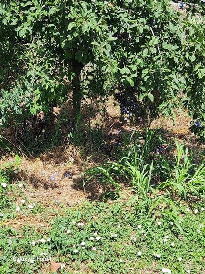 Casă cu Teren 2894 Mp în Segarcea-Vale