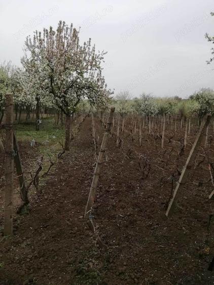 Casă cu 4 camere în Izvoru Dulce (Merei)