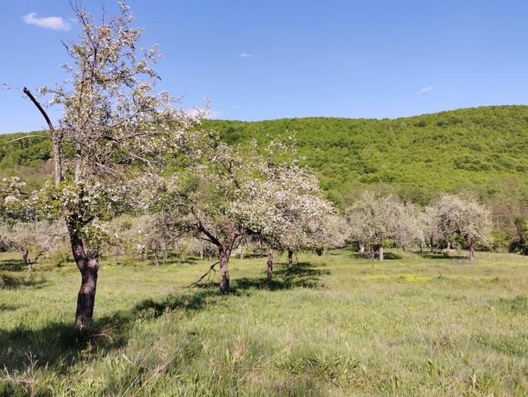 Teren Construcții extravilan de 680 mp, în Budeasa Mică