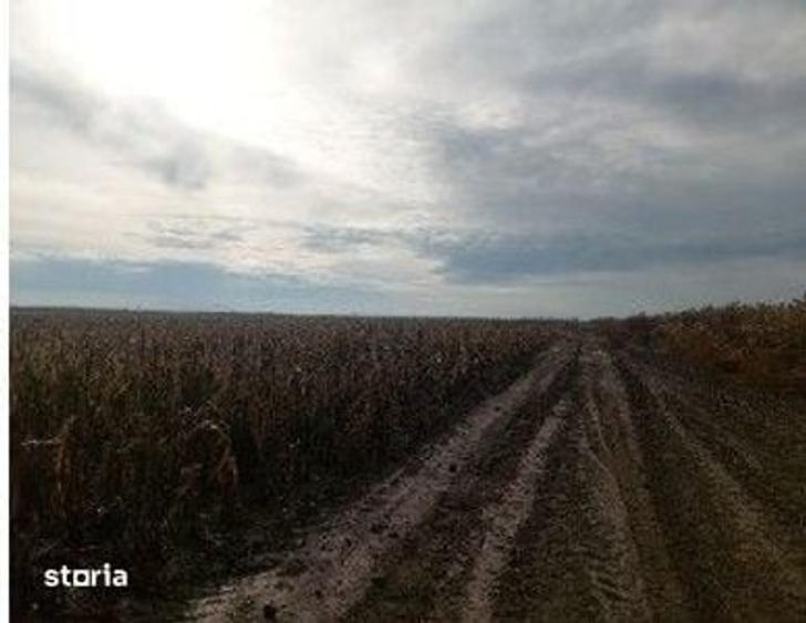 Teren de 5000 mp, în Lunca