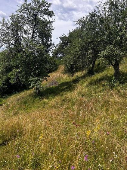 Teren de 5833 mp, în Bistra