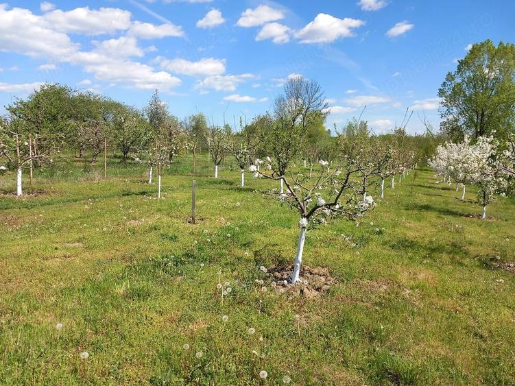 Teren de 2600 mp, în Central