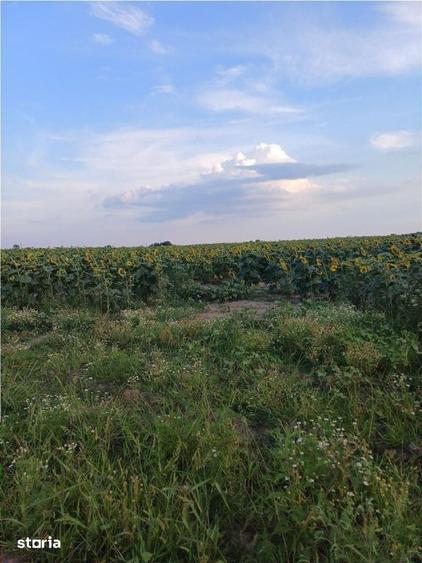 Teren de 11700 mp, în Balotești