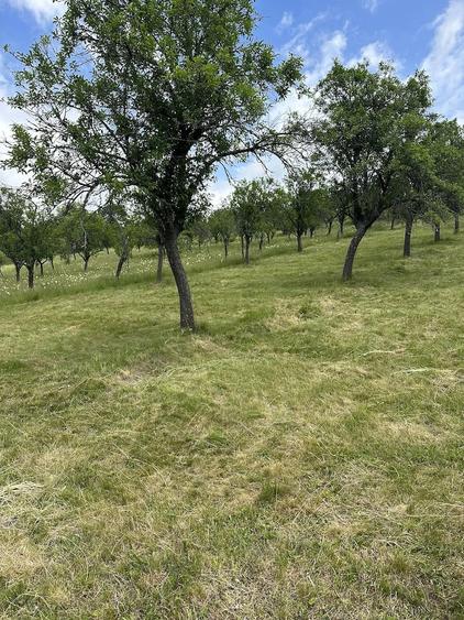 Teren de 27510 mp, în Teregova
