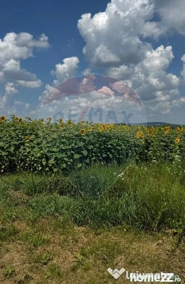 Teren 6,000mp Costana / DN 178A - Costana (Suceava) - 2