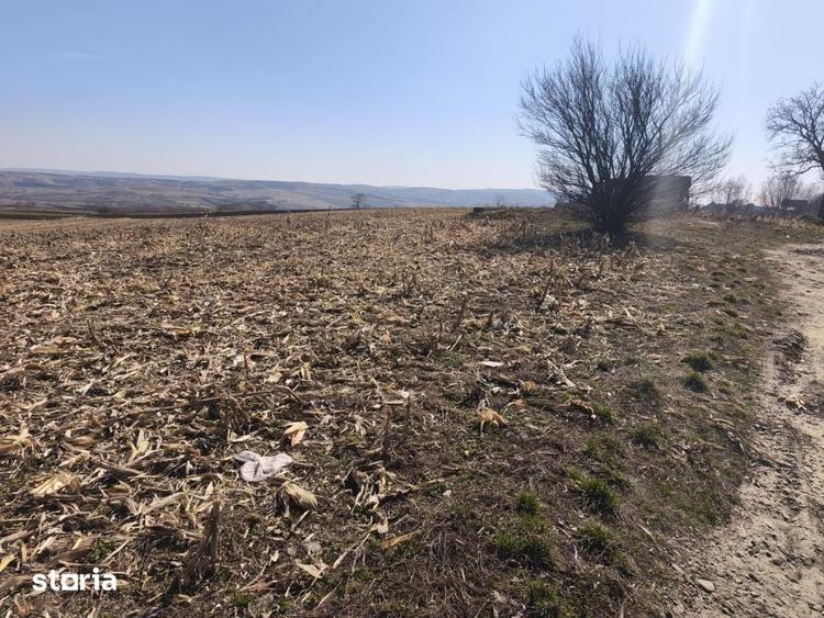 Teren de 6500 mp, în Grănicești