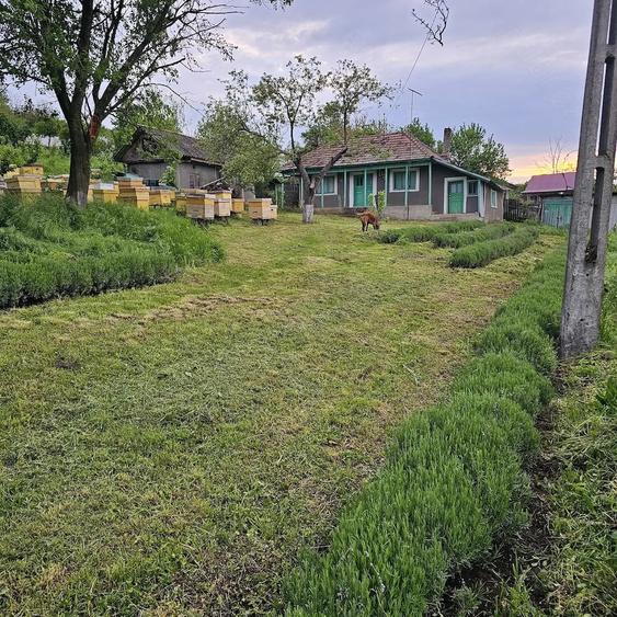 Casă cu 2 camere cu Teren 5000 Mp în Roșu