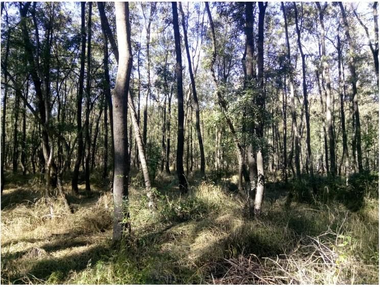 Teren agricol extravilan de 35000 mp, în Costești