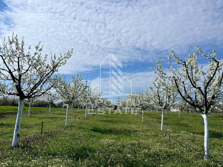 Teren Construcții intravilan de 3500 mp, în Sânmartinu Sârbesc