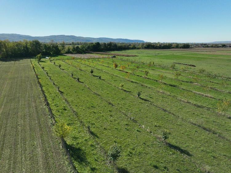 Teren intravilan de 13965 mp, în Aușeu