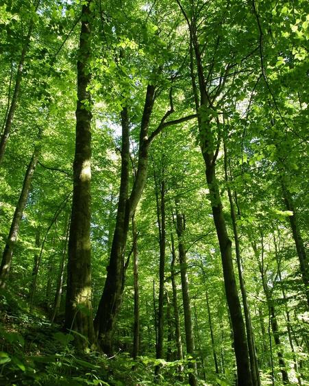 Teren de 610000 mp, în Vețel