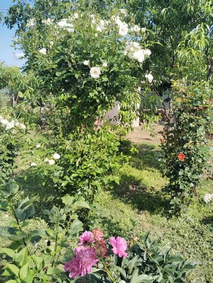 Casă cu 3 camere în Râmnicu Sărat