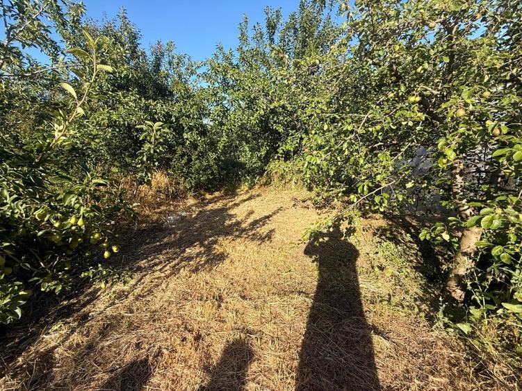 Casă individuală cu 3 camere cu Teren 2889 Mp în Segarcea-Vale