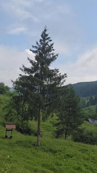 Teren de 9800 mp, în Central