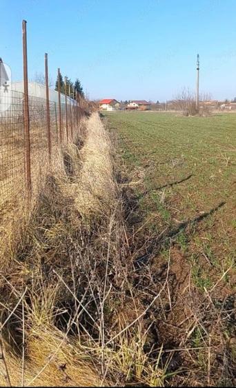 De vanzare urgent & negociabil teren 2500m in Ghermanesti Ilfov - 4