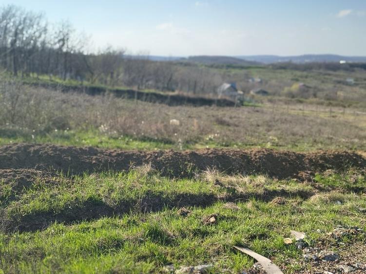 Teren Vladiceni , Tomesti panorama deosebita - 7