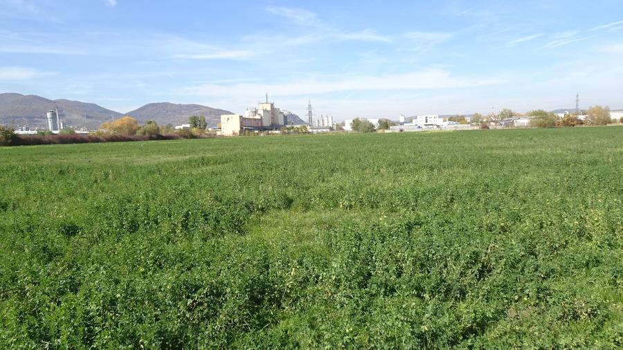 Teren Construcții intravilan de 43000 mp, în Calea Aradului