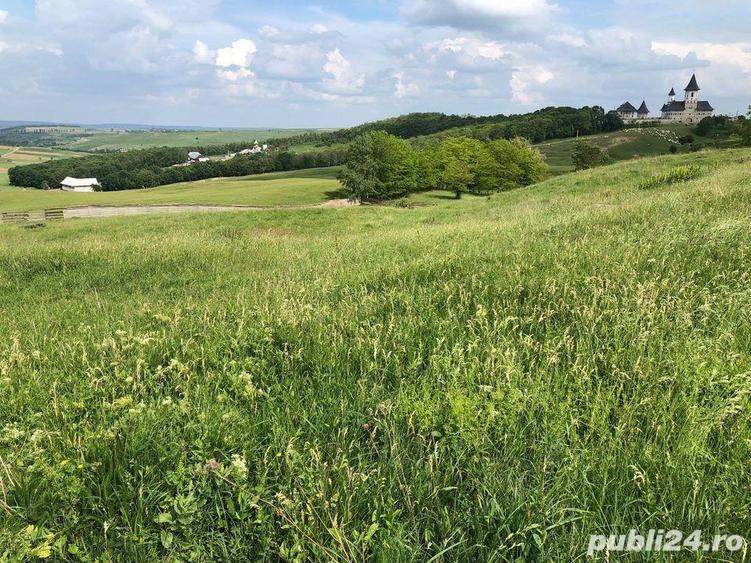 Teren de 60000 mp, în Zăicești
