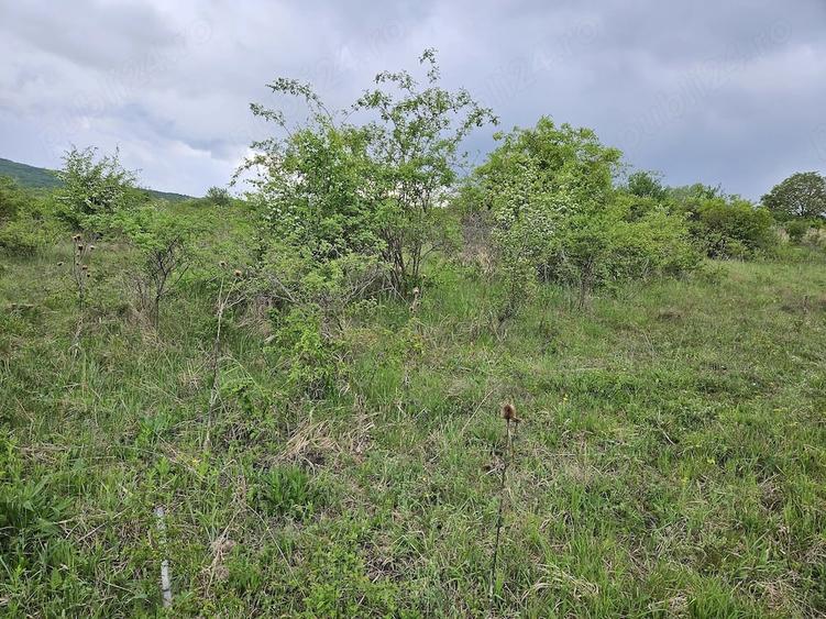 Teren de 2900 mp, în Corușu