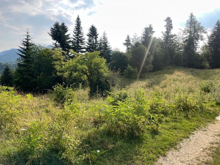 Teren Construcții intravilan de 12750 mp, în Pârâul Rece