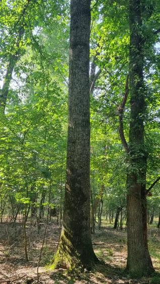 Teren de 3400000 mp, în Breasta