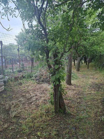 Casă cu 2 camere cu Teren 390 Mp în Central