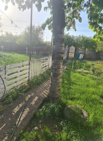 Rosiori, Ialomita - 7
