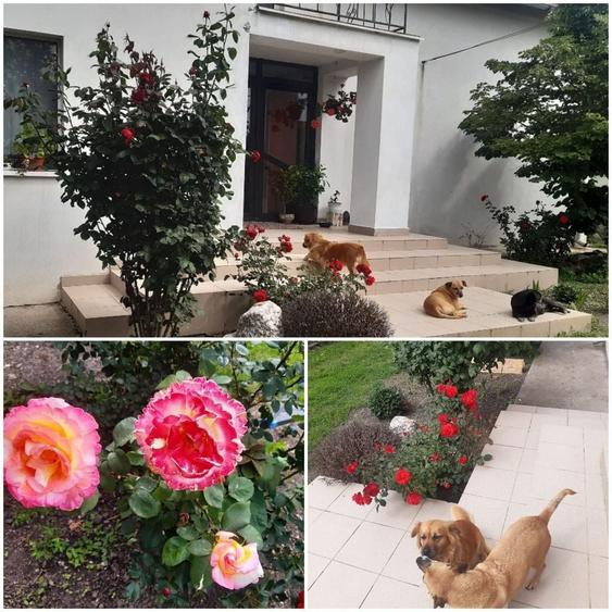 Casă cu 4 camere decomandat în Perieți