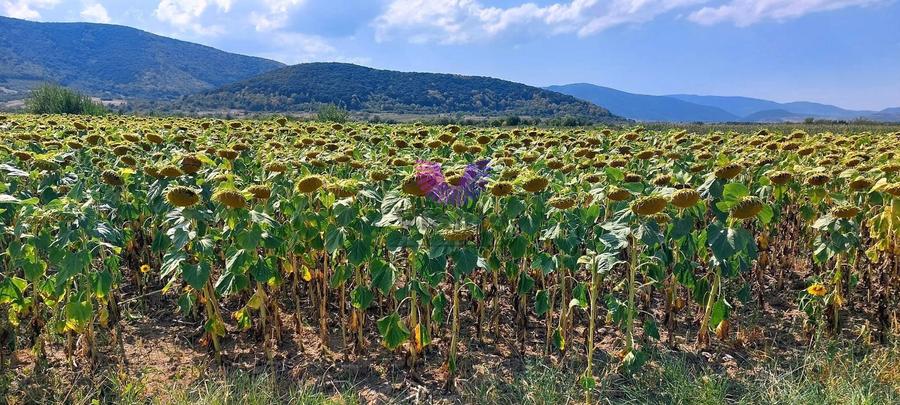Teren agricol extravilan de 900 mp, în Poplaca