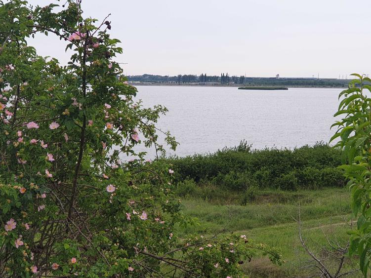 Particular, vand teren cu deschidere la lacul Cernica, langa padure - 5