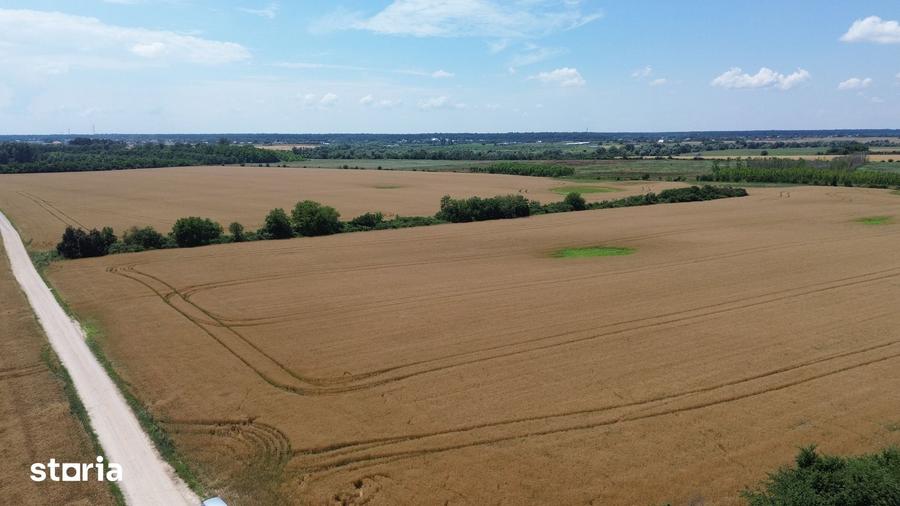 Ciolpani-Ilfov, Teren intravilan-20 ha - 9