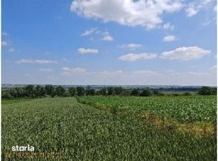 Teren de 1300 mp, în Salcea