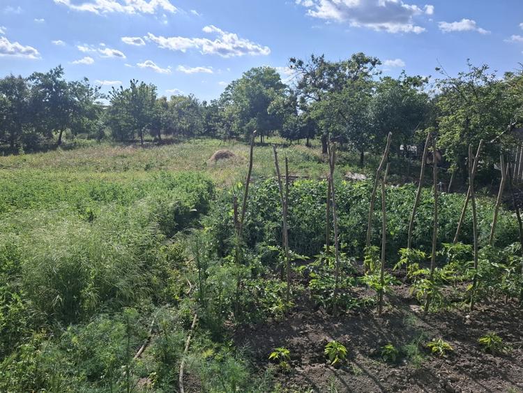 Casă individuală cu 5 camere cu Teren 2117 Mp în Nădlac