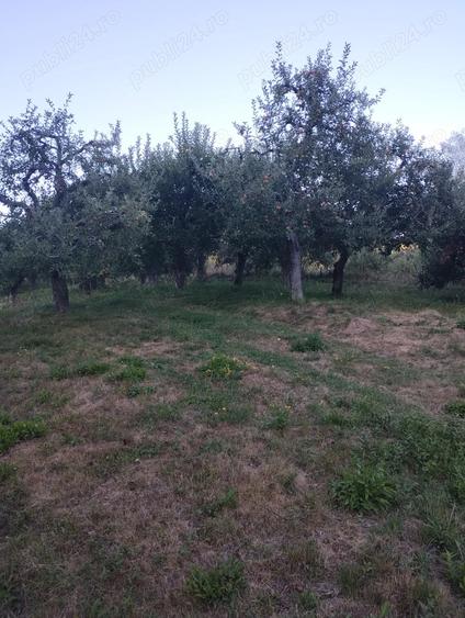 Teren de 9800 mp, în Pietrari