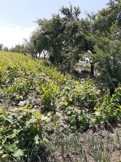 Casă cu 2 camere cu Teren 2930 Mp în Valea Stanciului