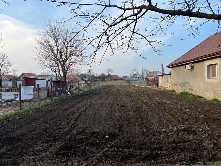 Teren intravilan 1.000 mp Dinias, la 20 km de Timisoara | Livada cu 50 pruni - 1