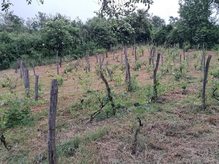 Casă cu Teren 2500 Mp în Gura Văii