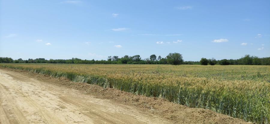 Teren Construcții intravilan de 21820 mp, în Dărăști-Ilfov