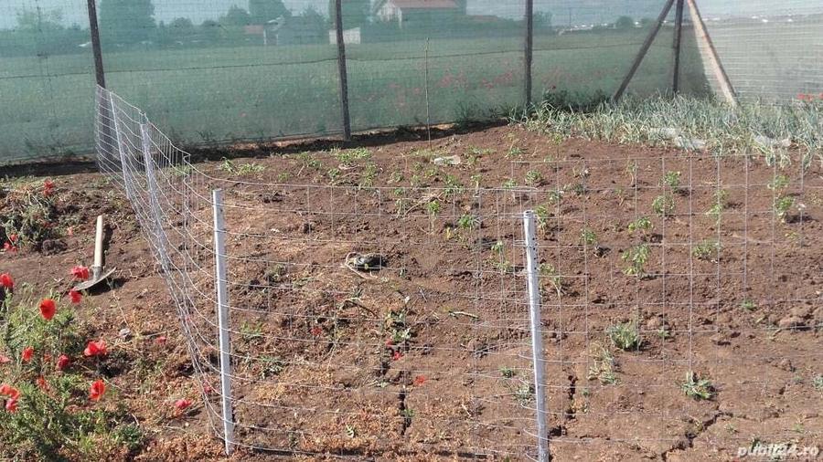 Teren Agigea intravilan construibil - 6