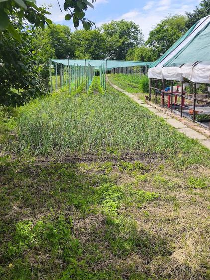 Casă cu 3 camere cu Teren 1700 Mp în Lancrăm
