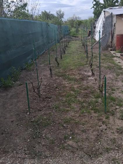 Teren de vanzare, comuna 1 Decembrie jude?ul Ilfov - 2