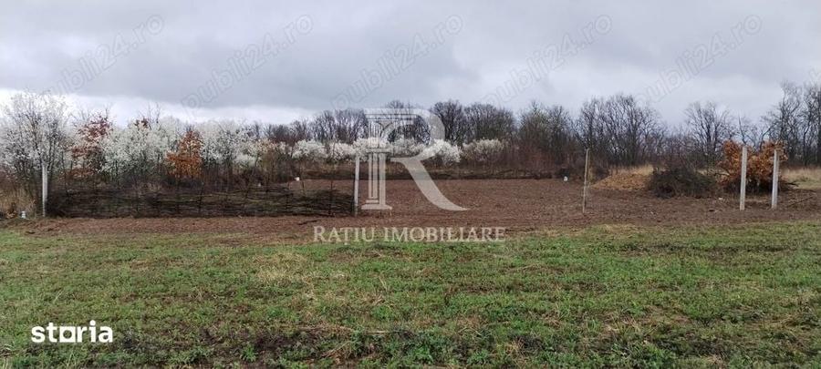 Teren intravilan 888 mp | Front 24 ml | Paleu - 3